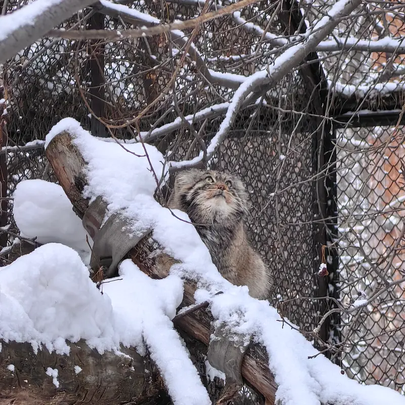 ノヴォシビルスク動物園のアチの写真