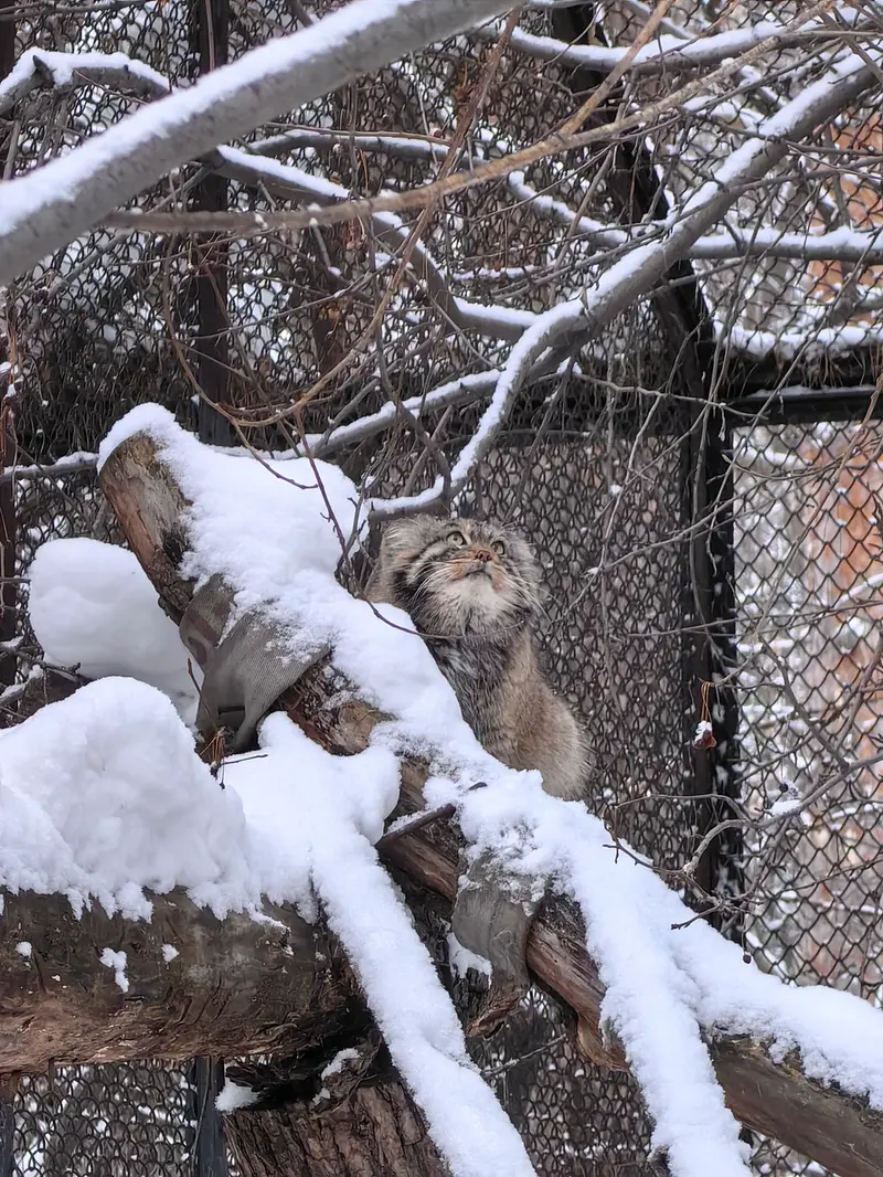 ノヴォシビルスク動物園のアチの写真