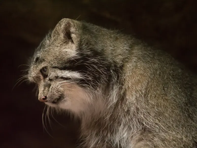 恩賜上野動物園のクリョンの写真