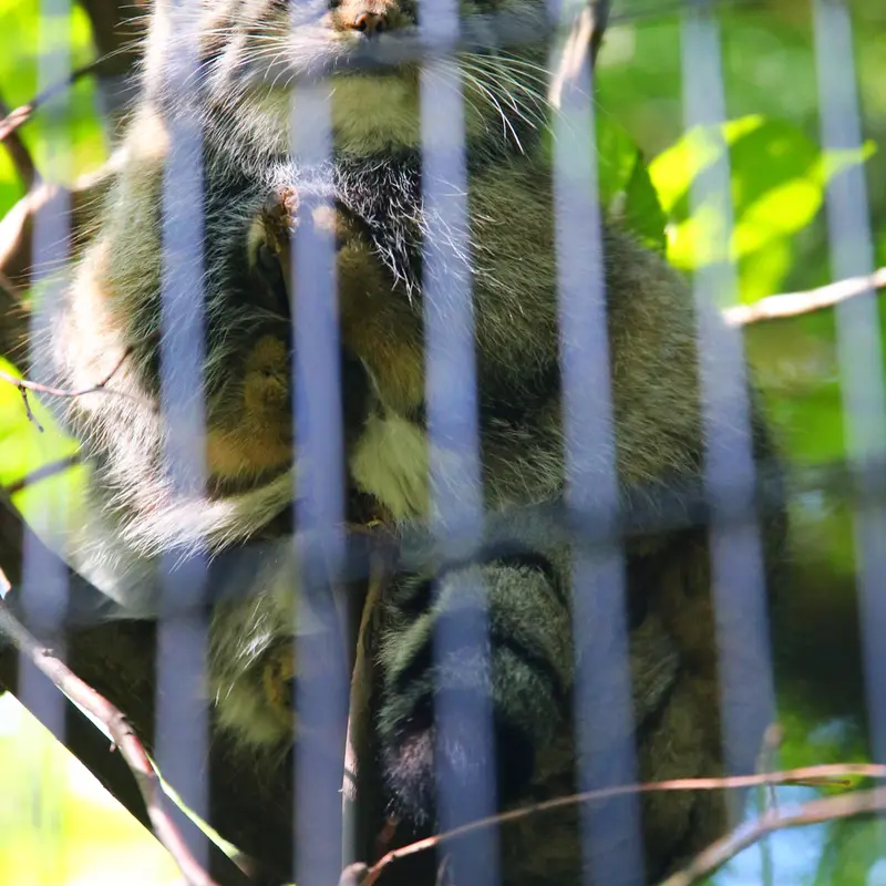 クラクフ動物園のツァスの写真
