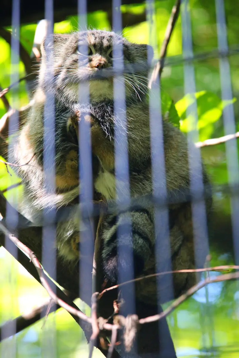 クラクフ動物園のツァスの写真