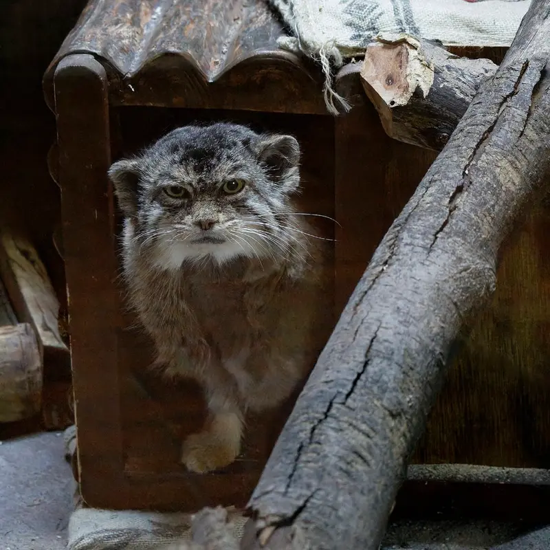 恩賜上野動物園のプリームラの写真