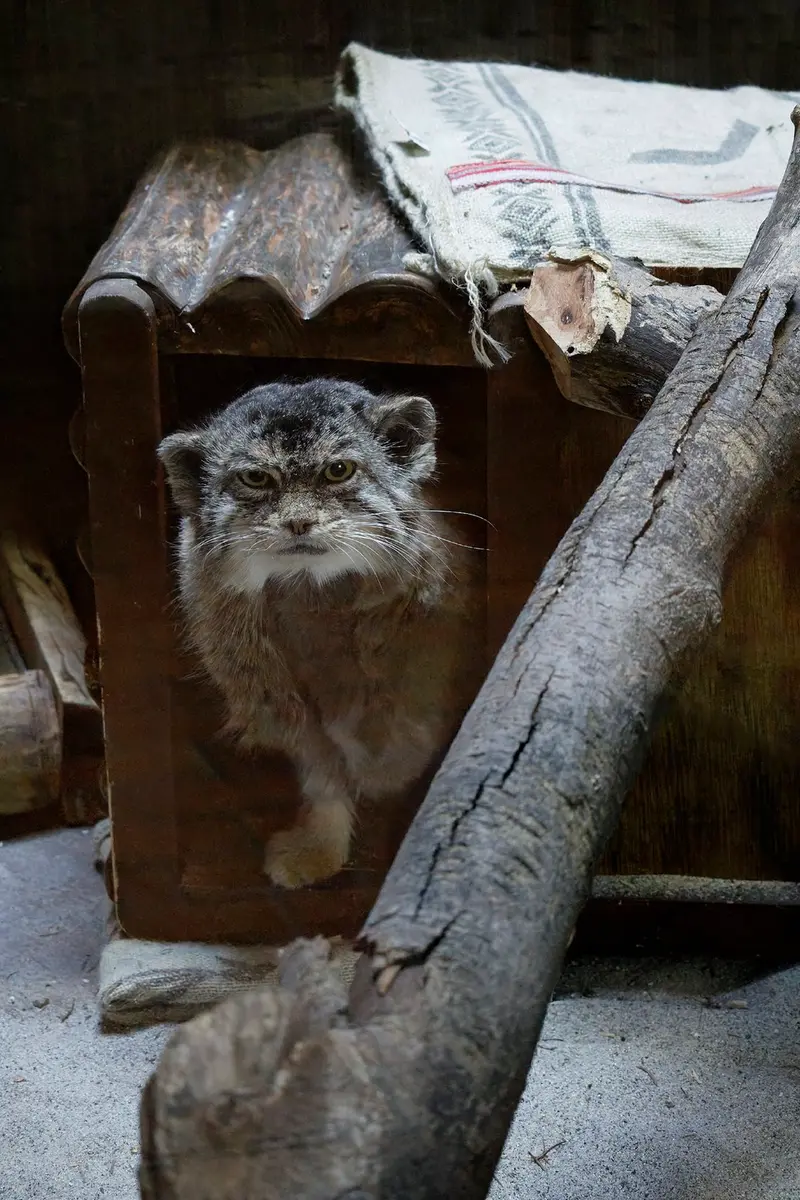 恩賜上野動物園のプリームラの写真