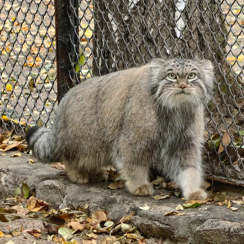 ノヴォシビルスク動物園のスネジンカの写真