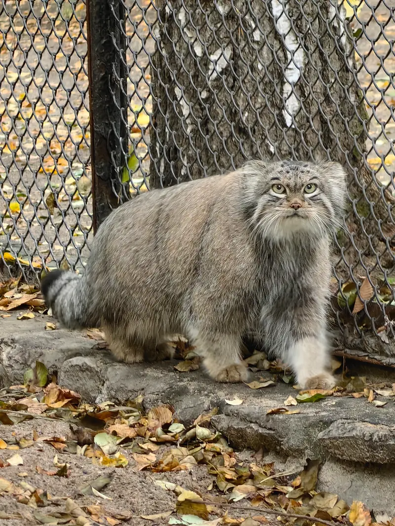 ノヴォシビルスク動物園のスネジンカの写真