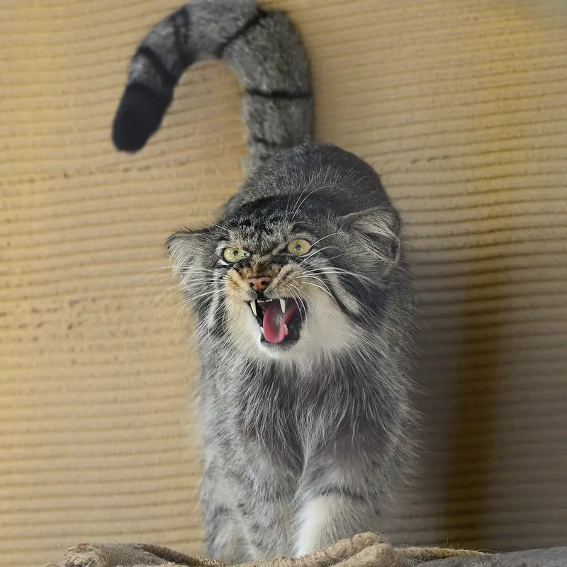 旭山動物園のヒデの写真