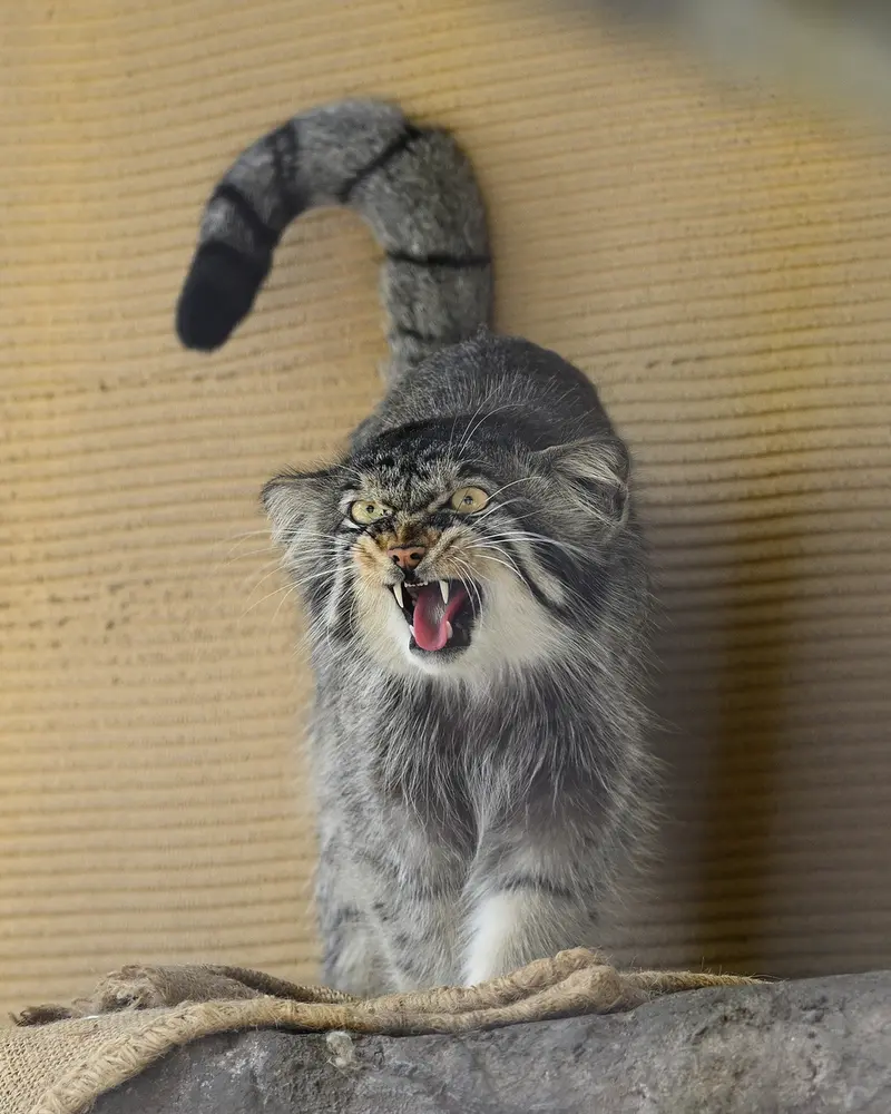 旭山動物園のヒデの写真
