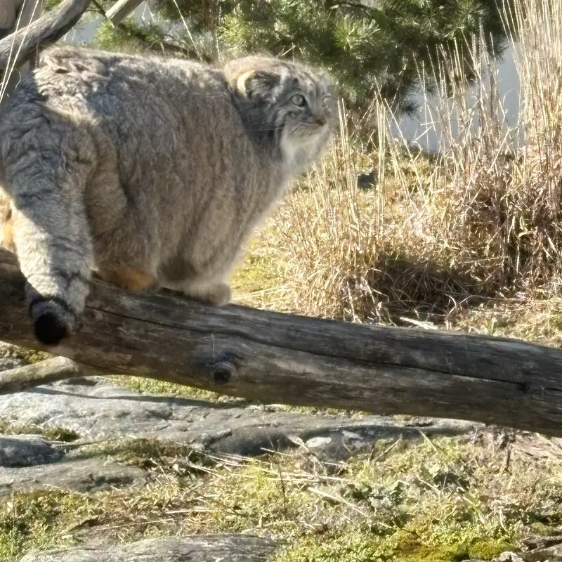 コルケアサーリ動物園のミミの写真
