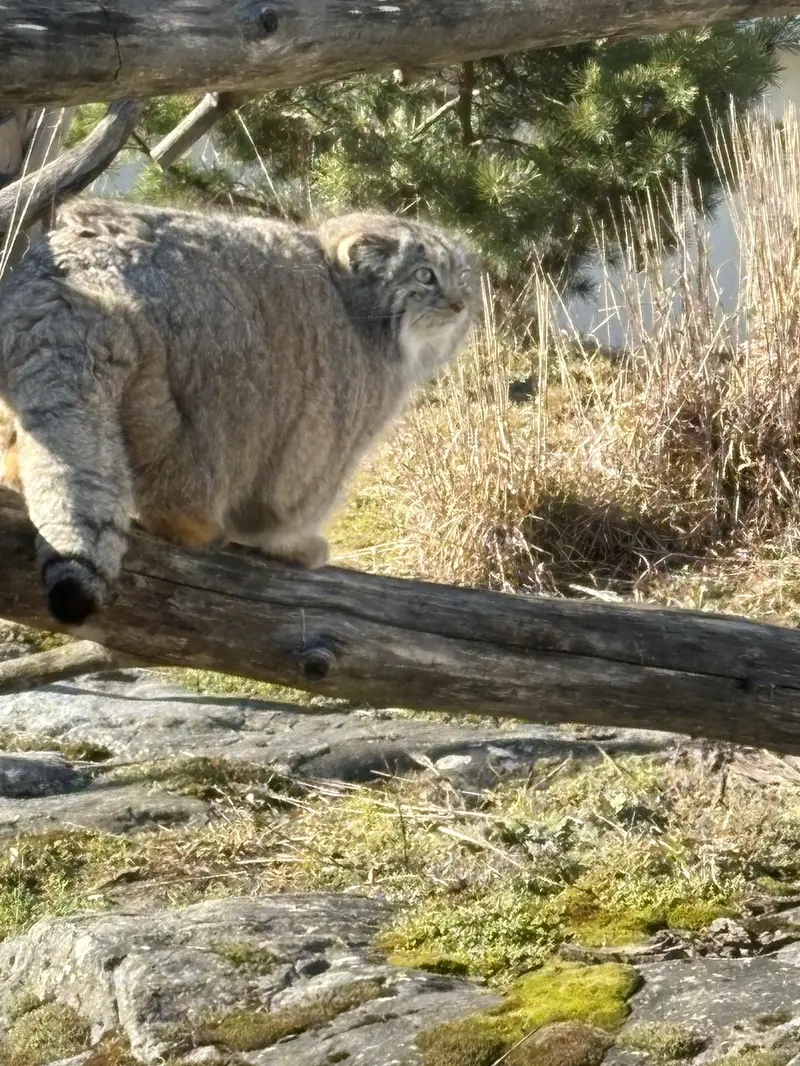 コルケアサーリ動物園のミミの写真