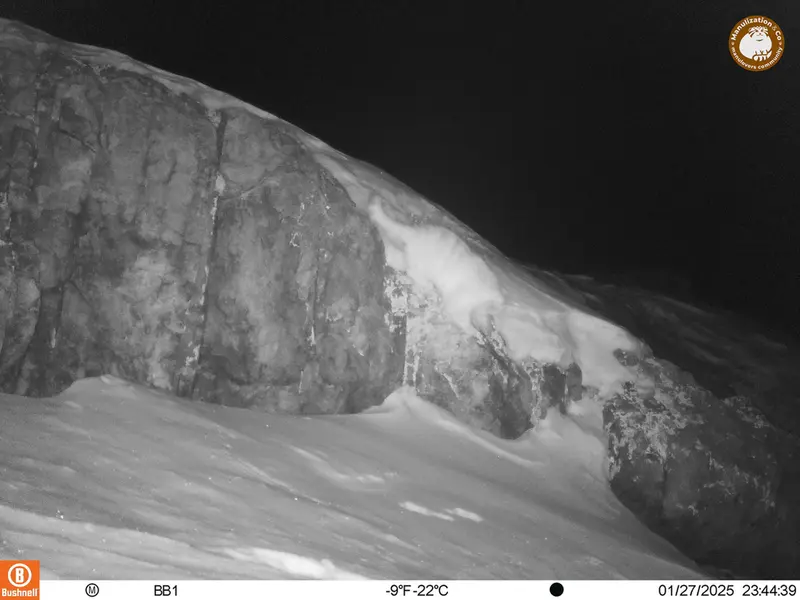 アクタス＝クンコラ［新］カメラトラップで撮影したOtocolobus manul manulの写真