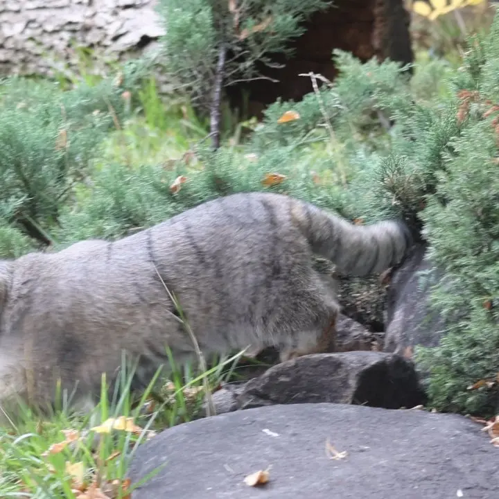 モスクワ動物園のティモフェイの写真