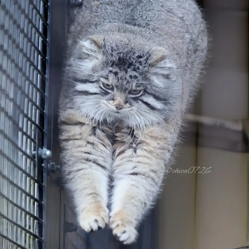 旭山動物園のグルーシャの写真