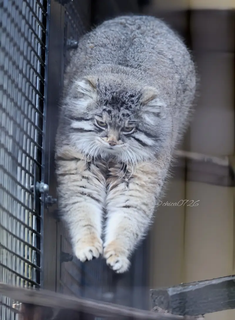 旭山動物園のグルーシャの写真