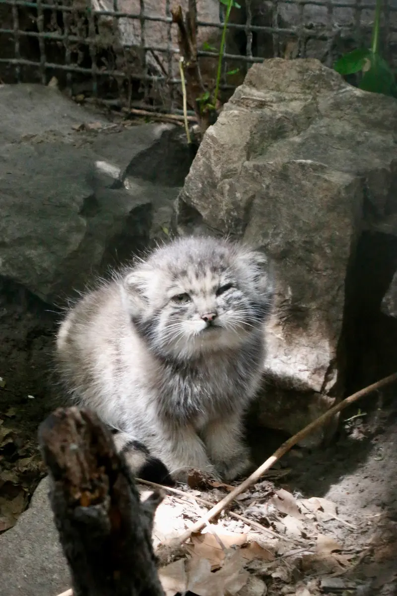 ブダペスト動物園・植物園のボリス Ⅱの写真