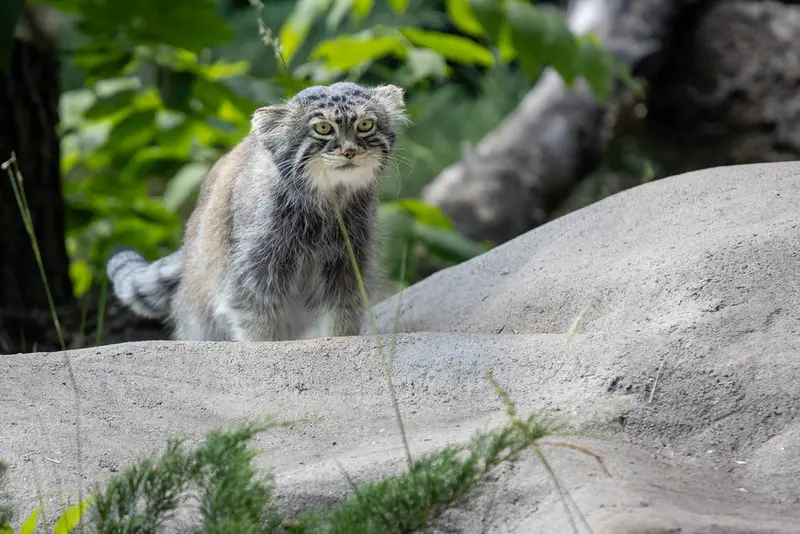 モスクワ動物園のティモフェイの写真