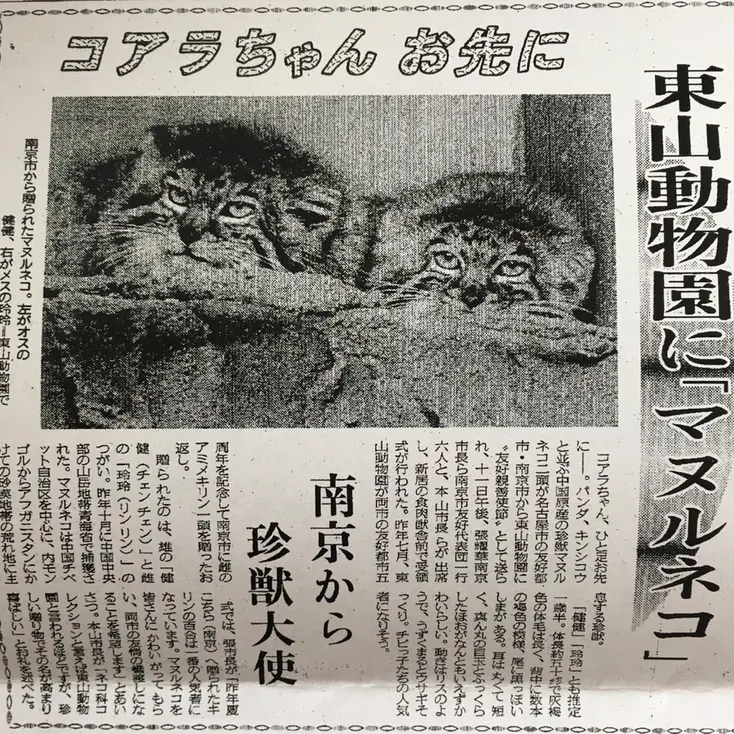 東山動植物園のマヌルネコのジエンジエン