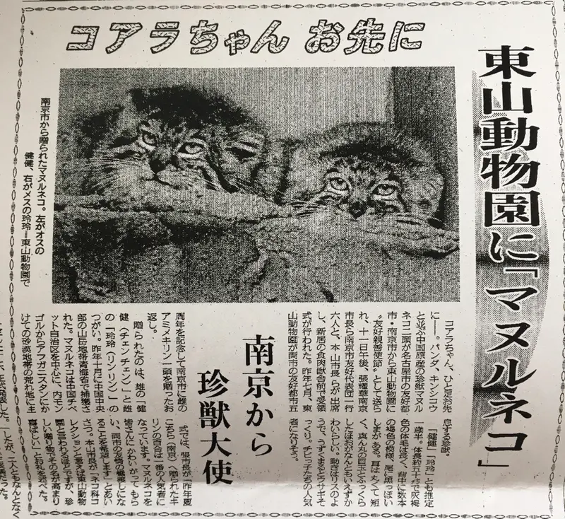 東山動植物園のリンリンとジエンジエンの写真
