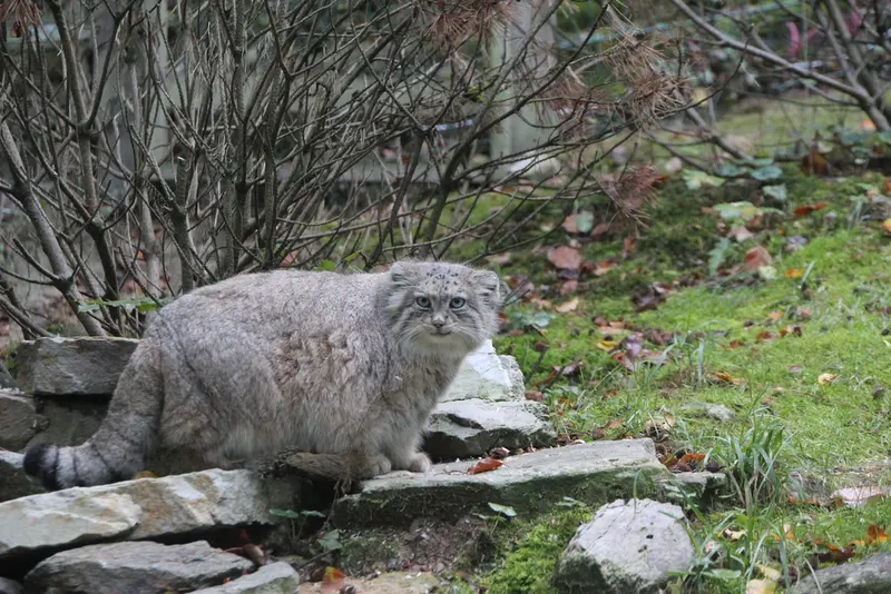 オペル動物園のフェイの写真