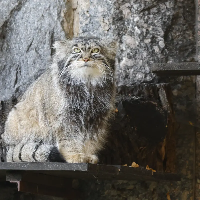 モスクワ動物園のティモフェイの写真