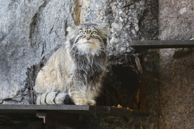 モスクワ動物園のティモフェイの写真