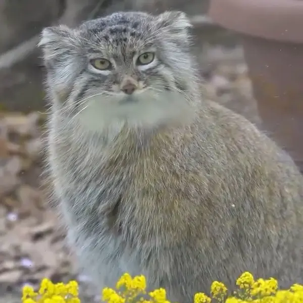 埼玉県こども動物自然公園のマヌルネコの写真
