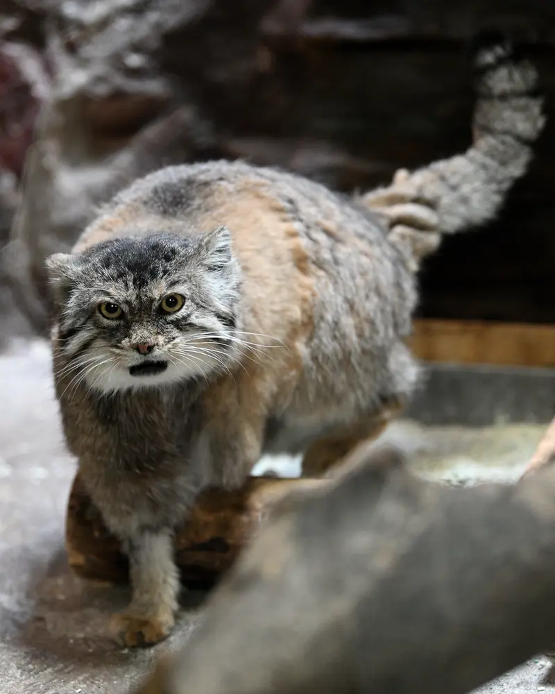 恩賜上野動物園のプリームラの写真