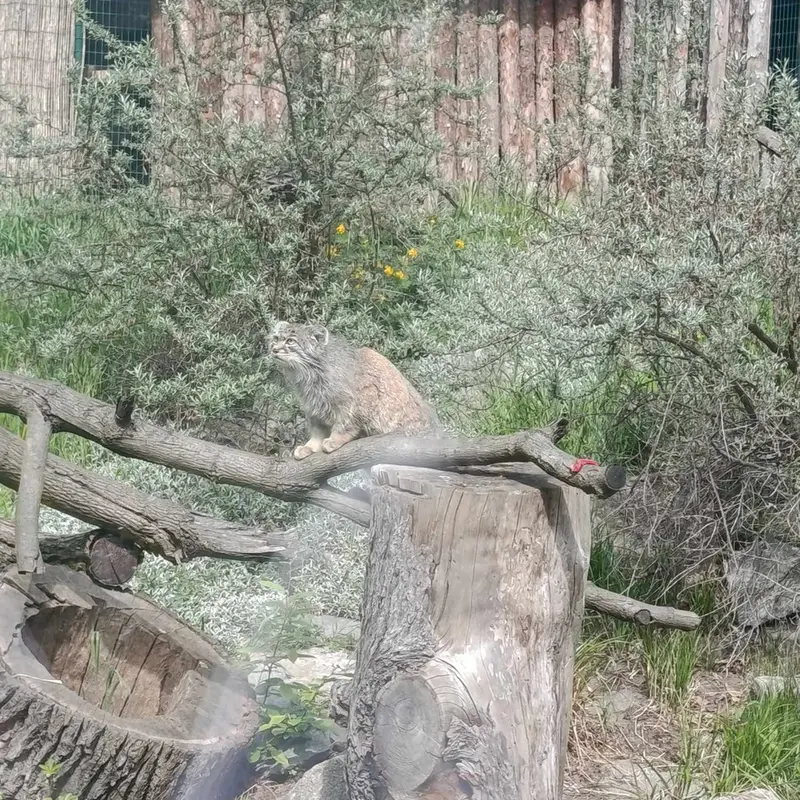 ヴロツワフ動物園のクビの写真