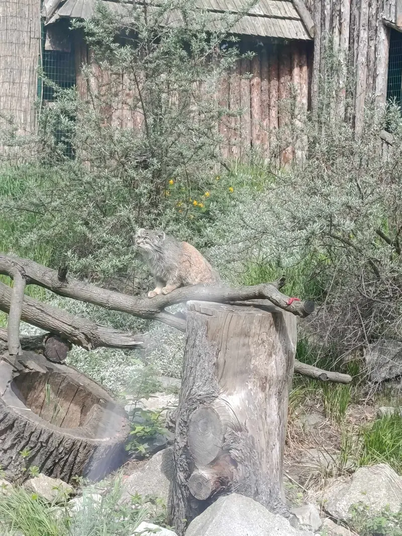 ヴロツワフ動物園のクビの写真