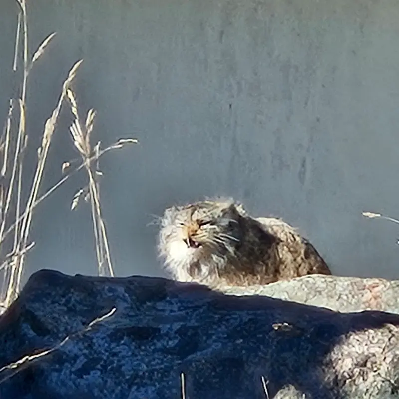 コルケアサーリ動物園のミミの写真