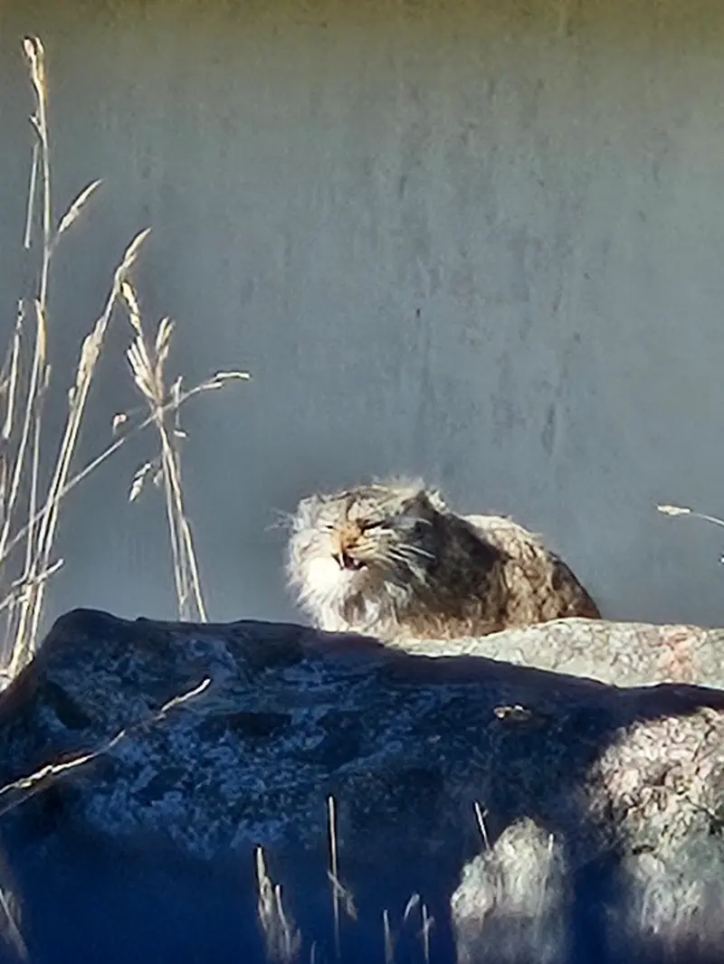 コルケアサーリ動物園のミミの写真