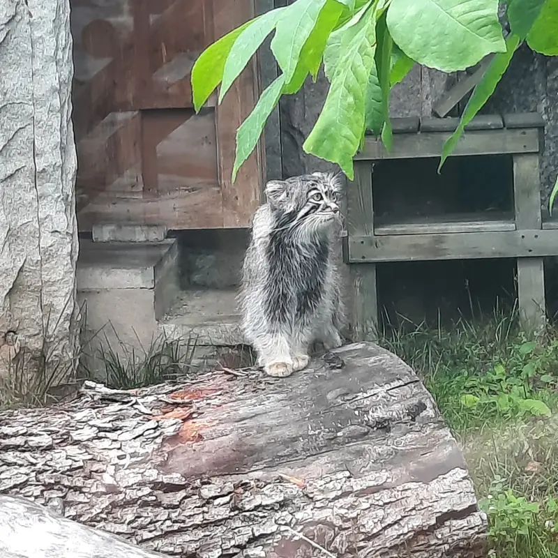 モスクワ動物園のティモフェイの写真