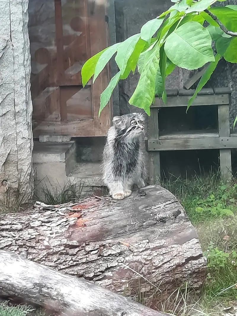 モスクワ動物園のティモフェイの写真