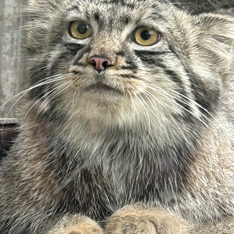 神戸どうぶつ王国のマヌルネコの写真