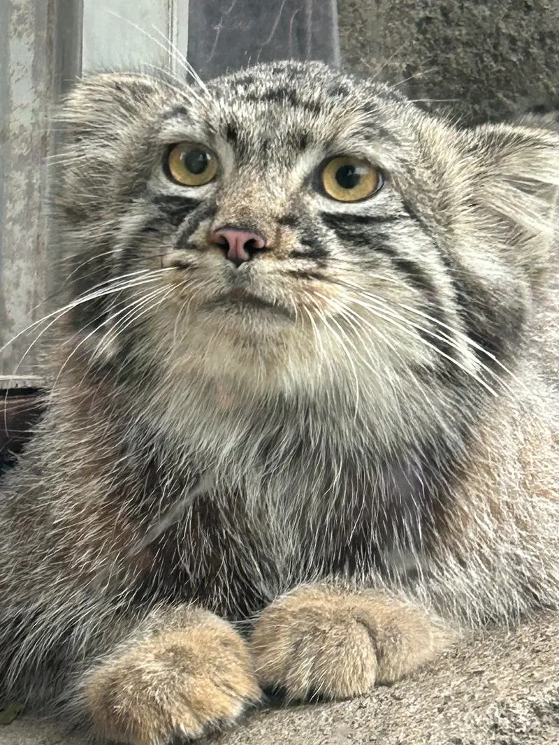 神戸どうぶつ王国のマヌルネコの写真