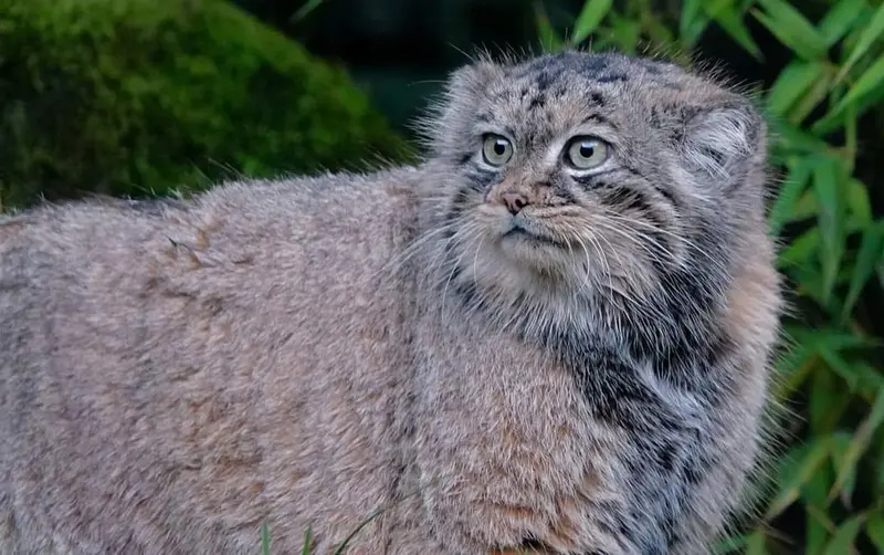 ロッテルダム動物園のポエスの写真
