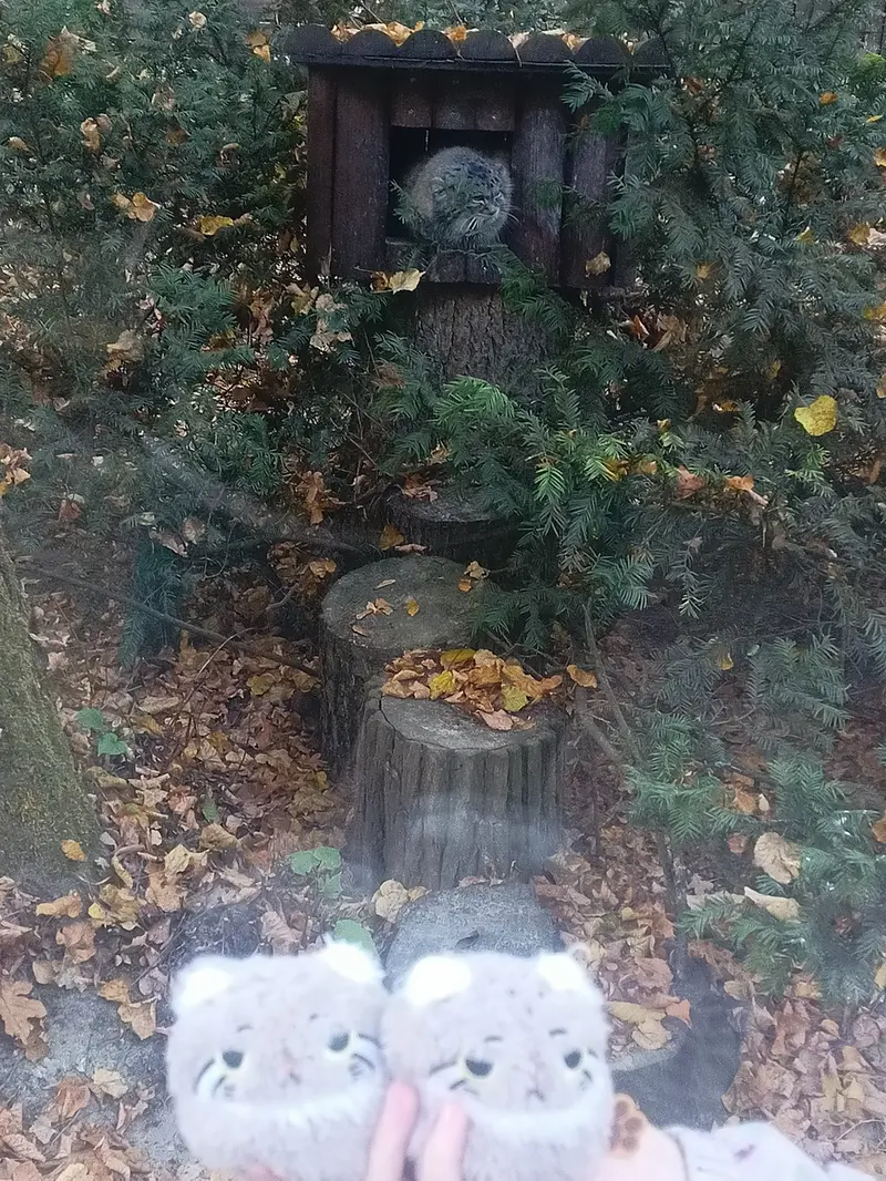 ポズナン新動物園のマゼランの写真