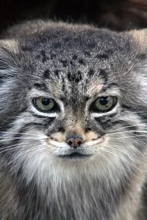 シャイアン・マウンテン動物園のレッドの写真