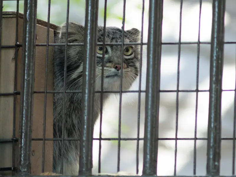 野毛山動物園のフィーガの写真