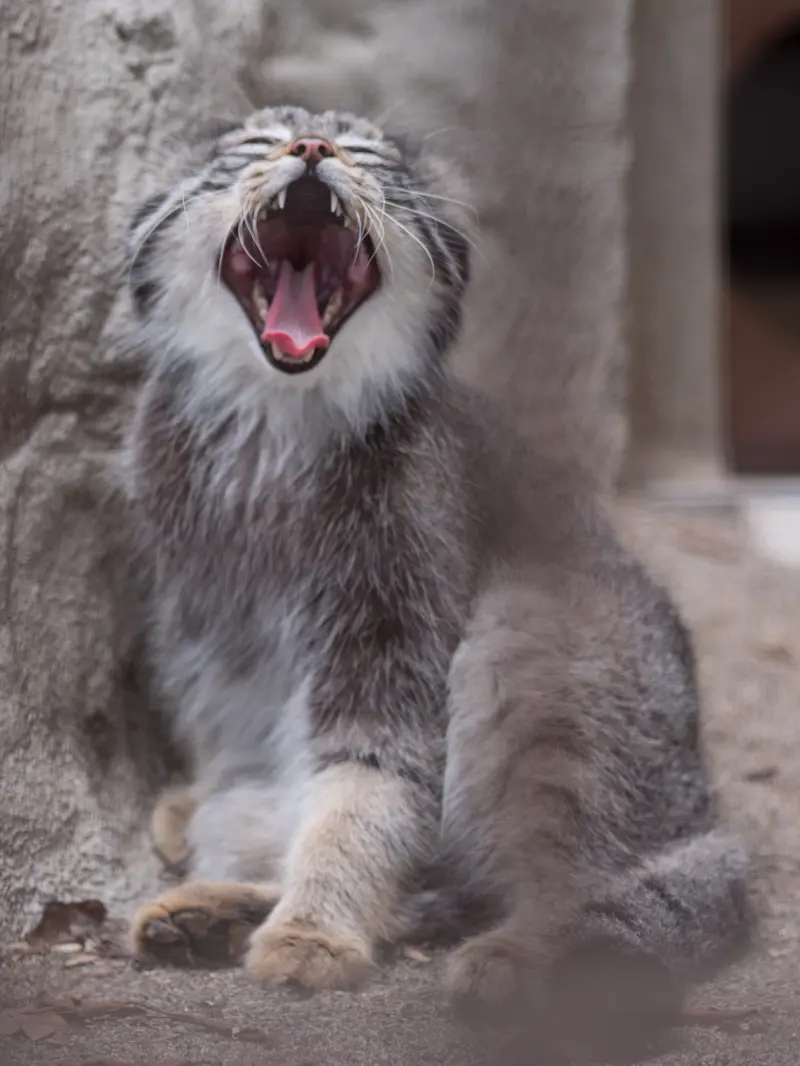 野毛山動物園のフィーガの写真