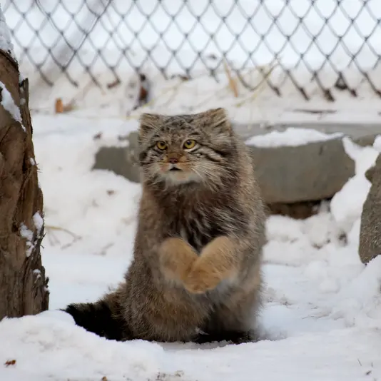 ノヴォシビルスク動物園のスネジンカの写真