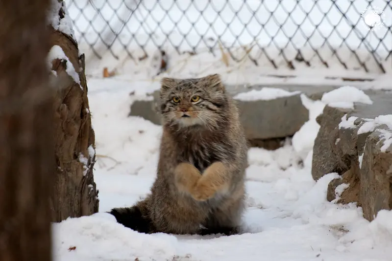 ノヴォシビルスク動物園のスネジンカの写真