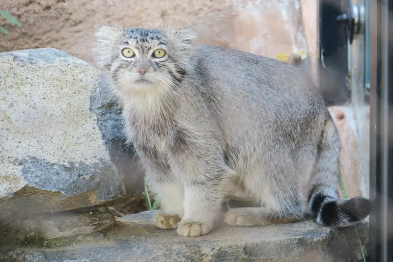 プラハ動物園のスパイの写真