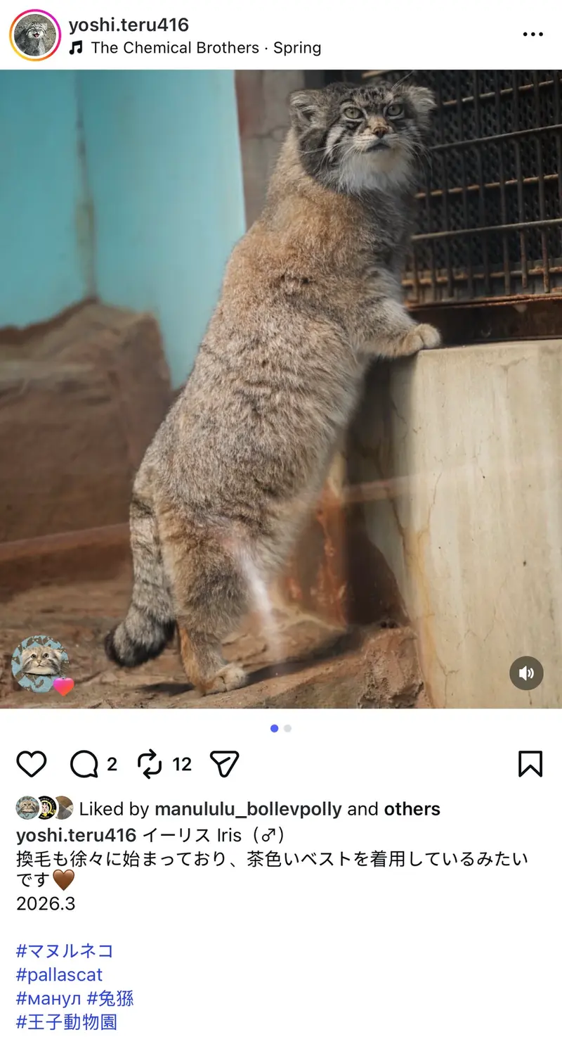 マヌルネコの写真