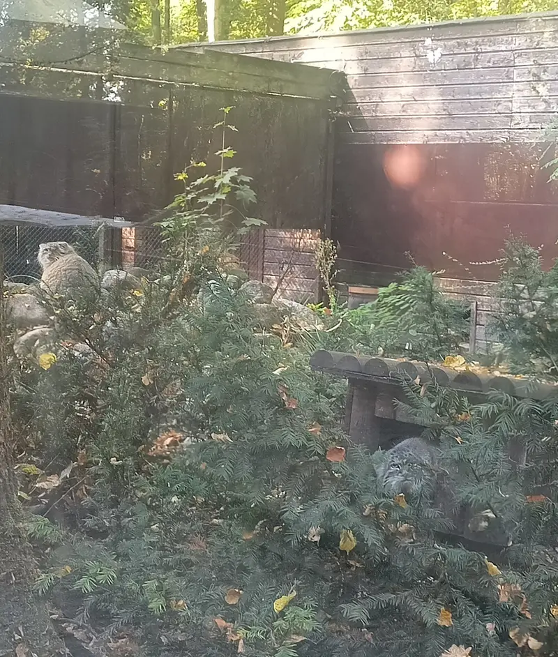 ポズナン新動物園のマゼランとボジェンカの写真