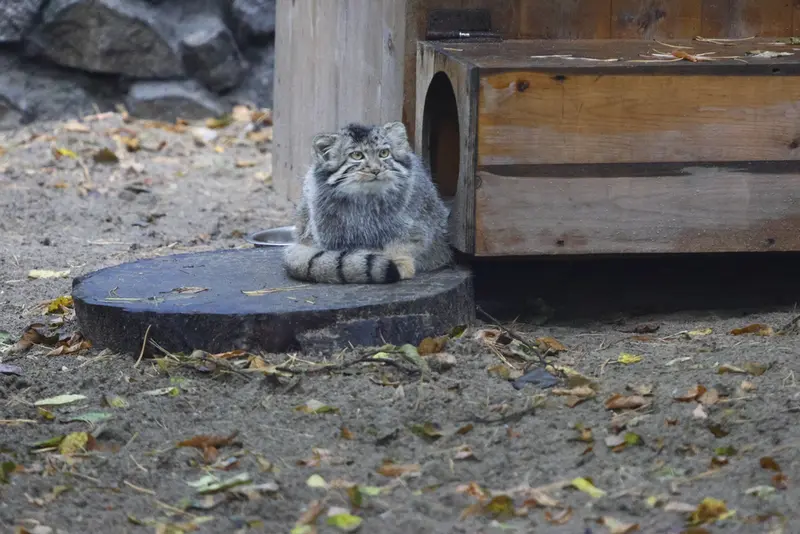 ノヴォシビルスク動物園のマヌルネコの写真