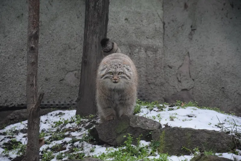 ブダペスト動物園・植物園のルーシーの写真