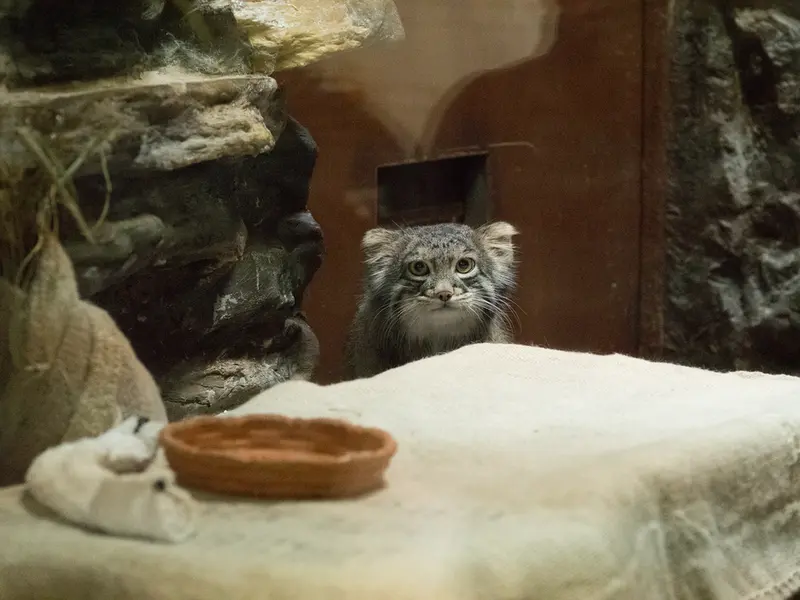 恩賜上野動物園のフィーガの写真