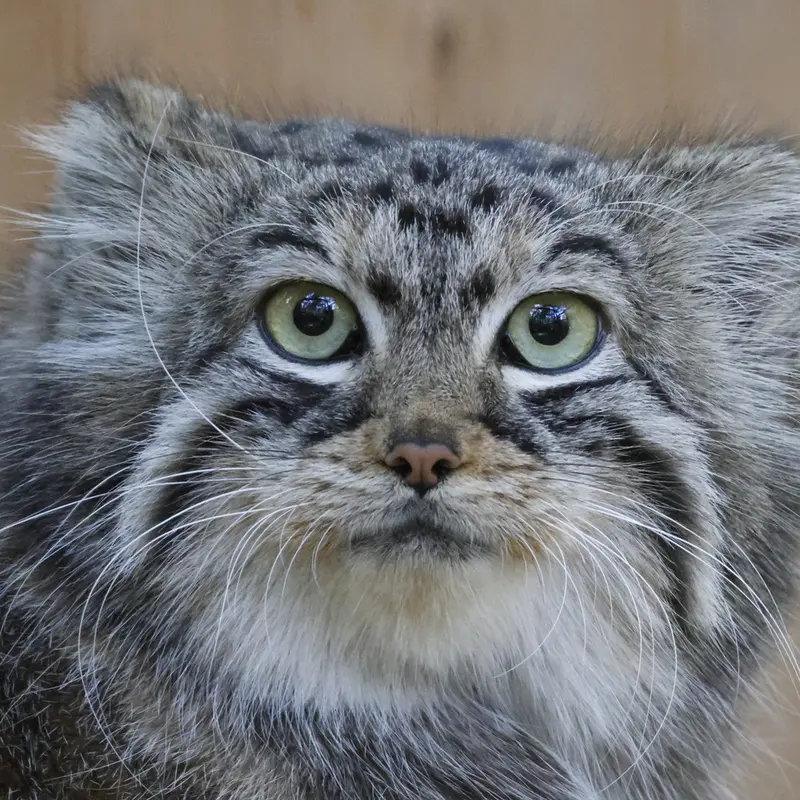 ノヴォシビルスク動物園のアーニャの写真