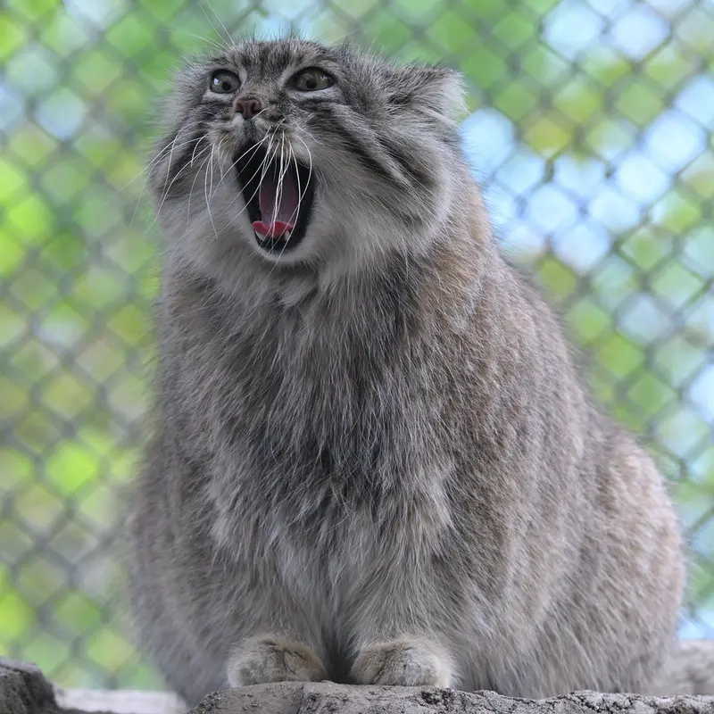 埼玉県こども動物自然公園のオリーヴァの写真