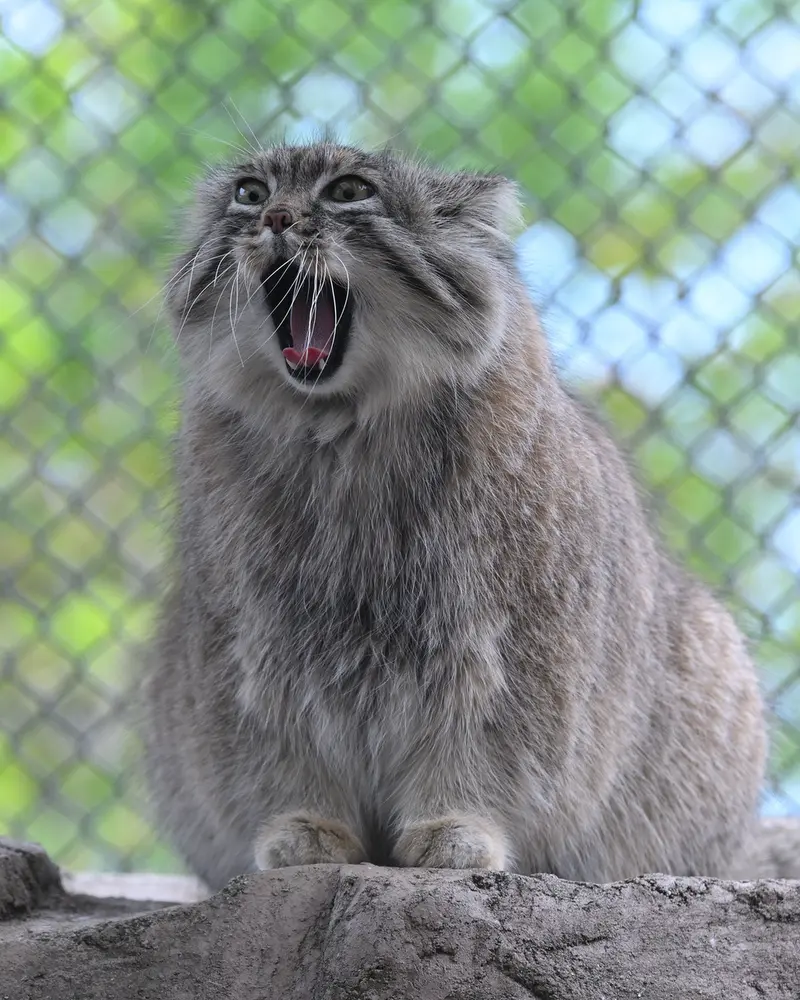 埼玉県こども動物自然公園のオリーヴァの写真